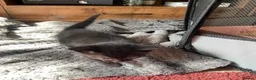 Mixed Breed cats for sale: 3 lovely female kittens  - Advert 5