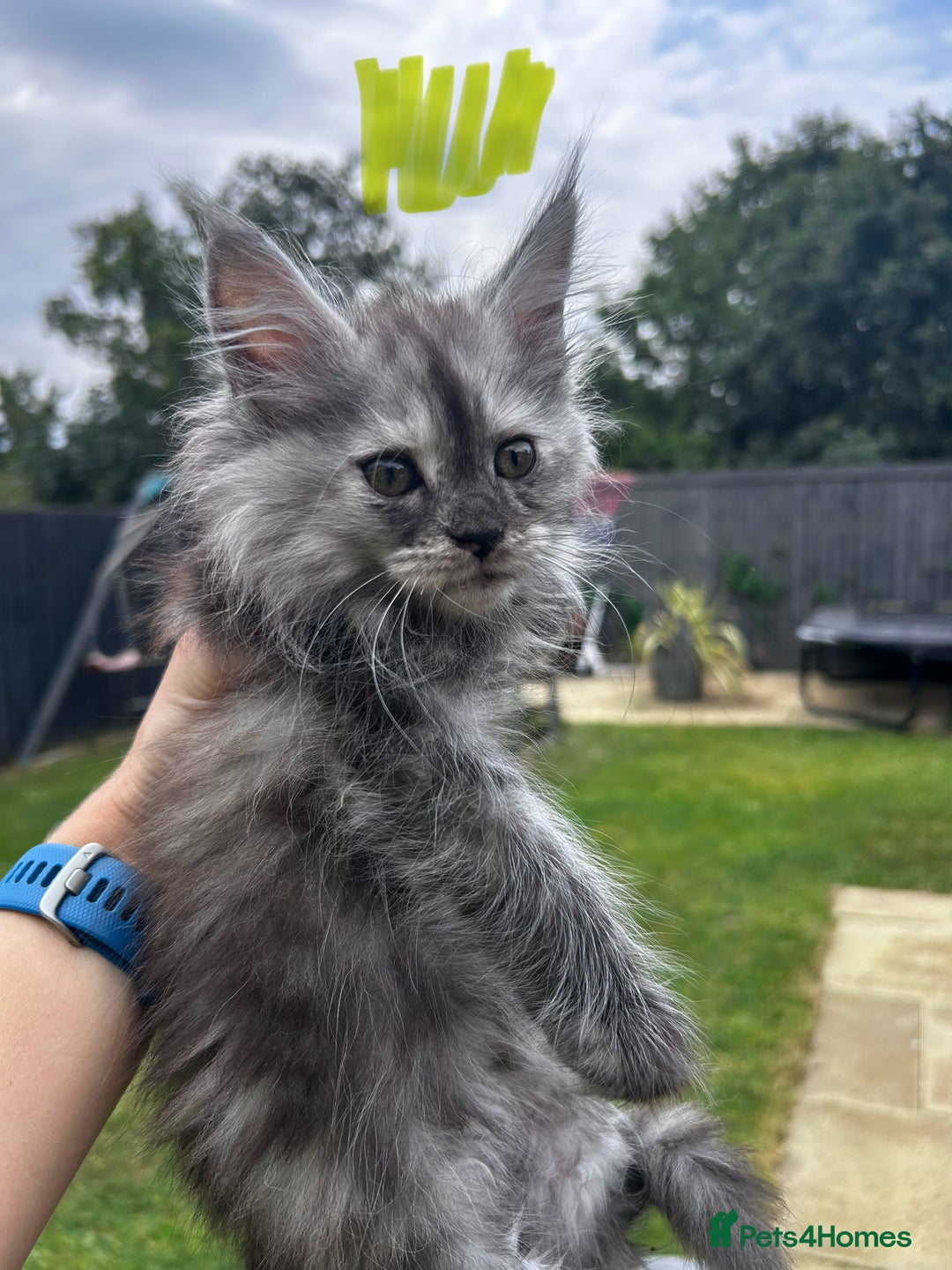 Maine Coon cats for sale: Maine coon kittens  - Image 10