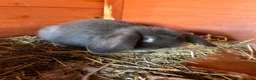 Mixed Breed rabbits for sale: 3 baby lop bunnies - Advert 6