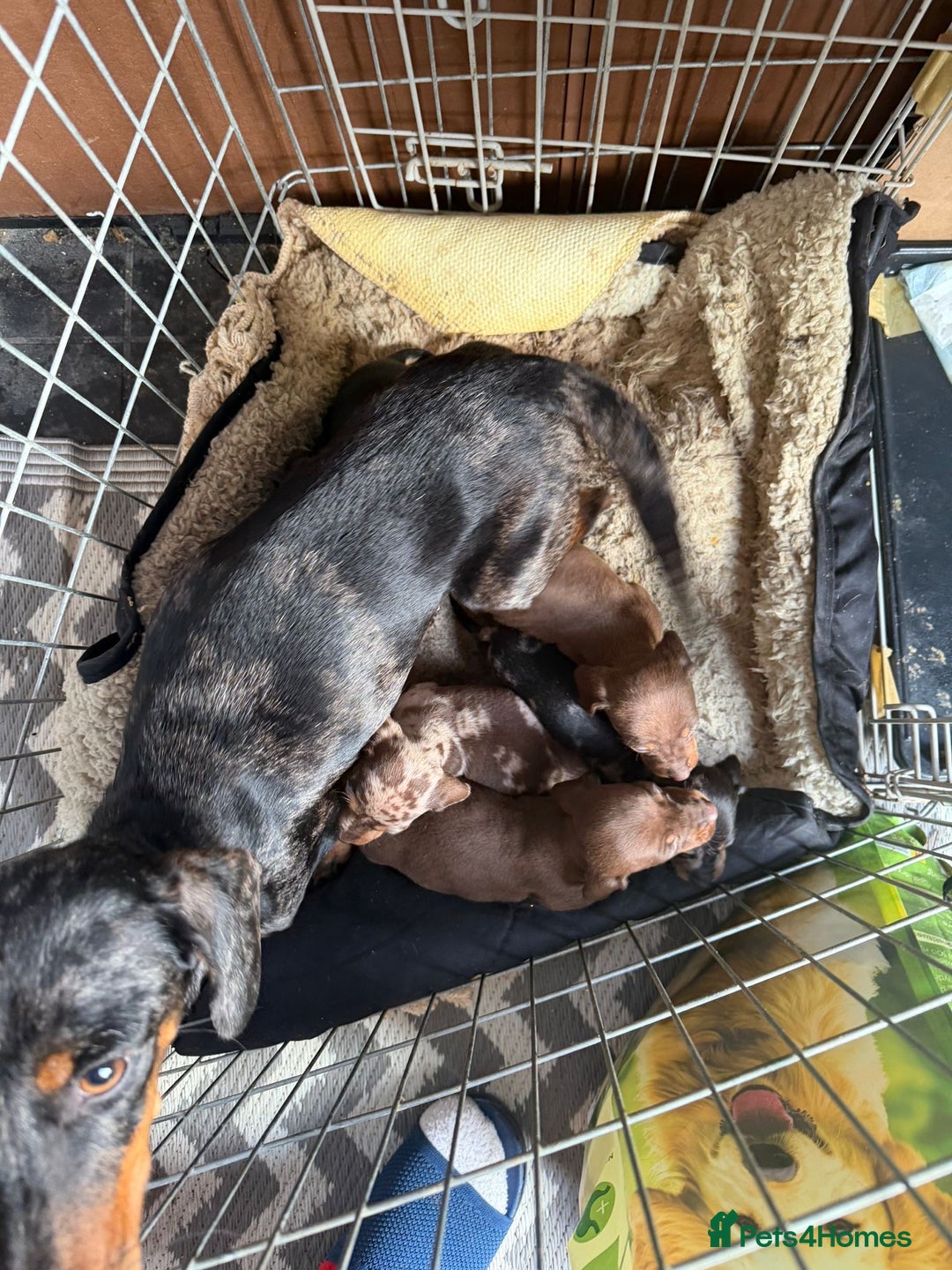 Miniature Dachshund dogs for sale: Mini dachshund puppy’s  - Advert 2