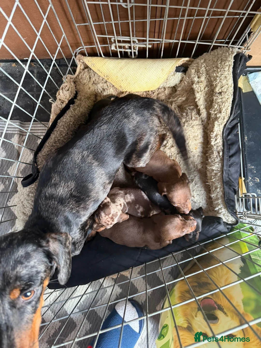 Miniature Dachshund dogs for sale: Mini dachshund puppy’s  - Advert 2