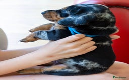 Dachshund dogs for stud: Kc registered standard smooth stud  in Newton Abbot - Image 20