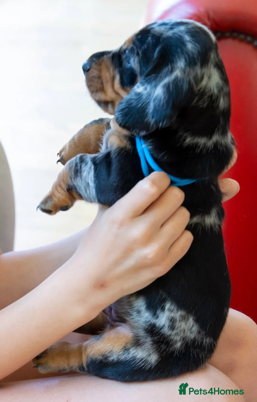 Dachshund dogs for stud: Kc registered standard smooth  in Newton Abbot - Advert 20