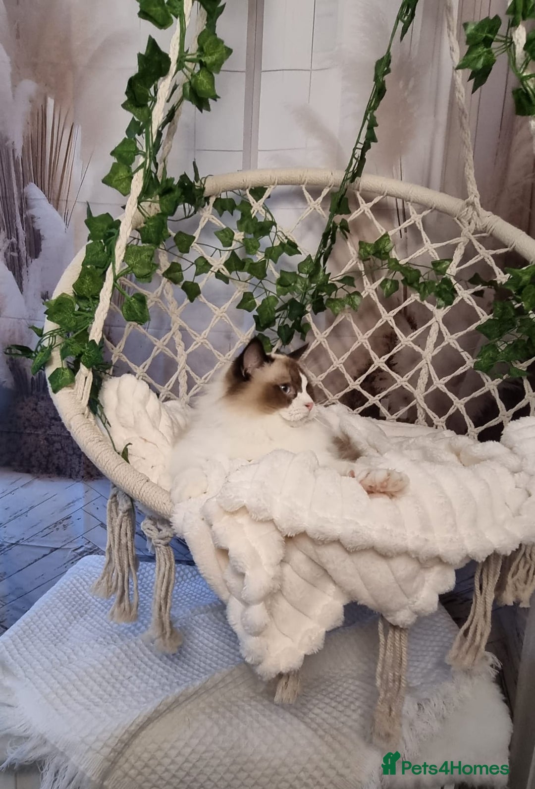Ragdoll cats for sale: Exceptional Tica Registered Ragdoll Kittens - Advert 7