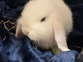 Mini Lop rabbits Gorgeous Mini Lop Buck (11 weeks) & Doe (7m) - Advert 12