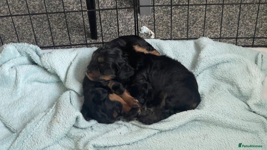 Mixed Breed dogs for sale: 2 Maltese x cockpoo puppies for sale - Image 7