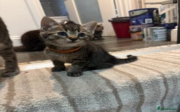 Mixed Breed cats for sale: 2 Beautiful Tabby Female Kittens - Image 6