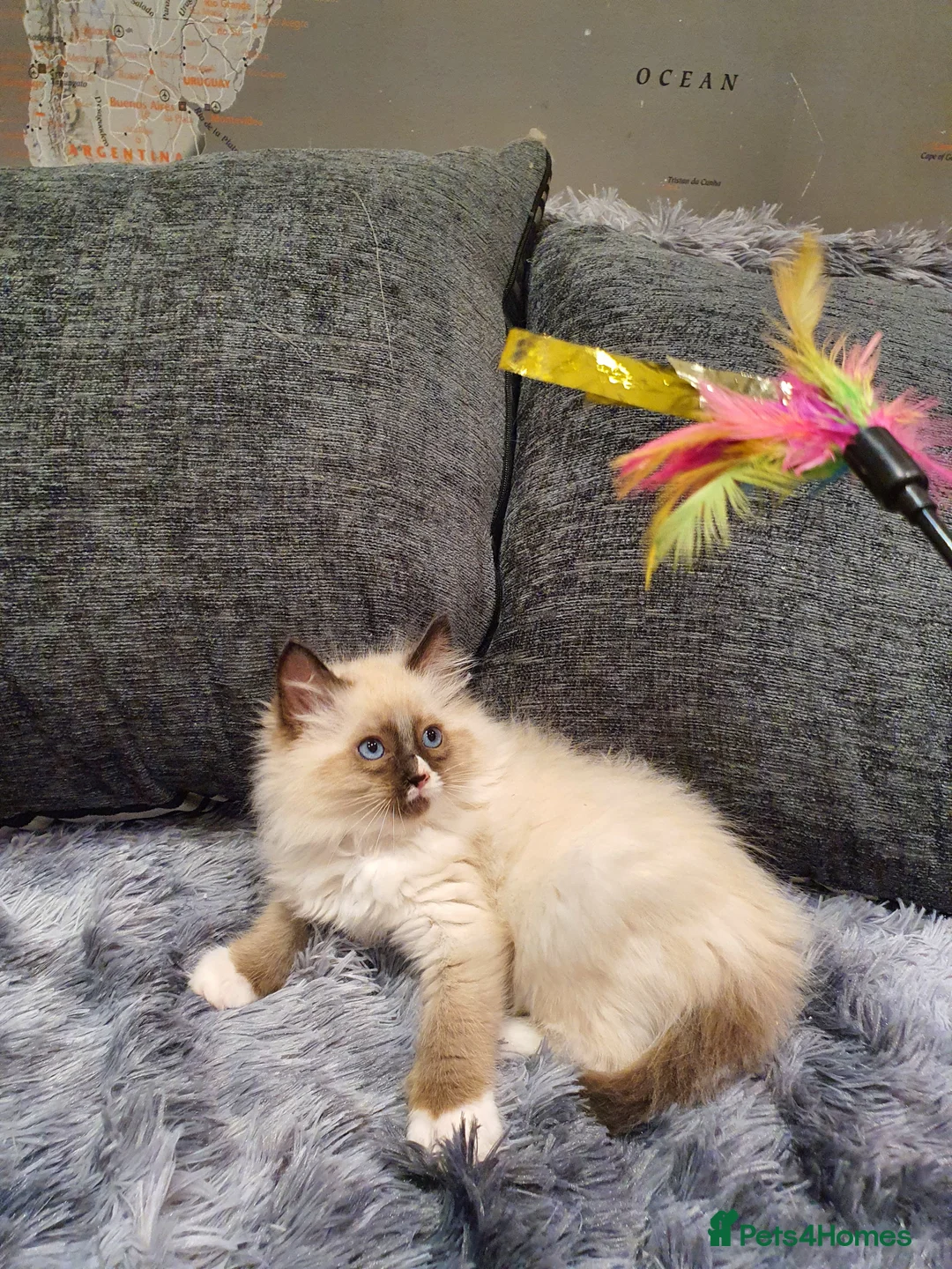 Ragdoll cats for sale: 💖Beautiful GCCF Registered Ragdoll Kittens💖 - Advert 27