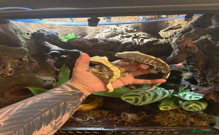 Gecko reptiles - Advert 14