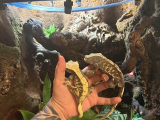 Gecko reptiles - Advert 6