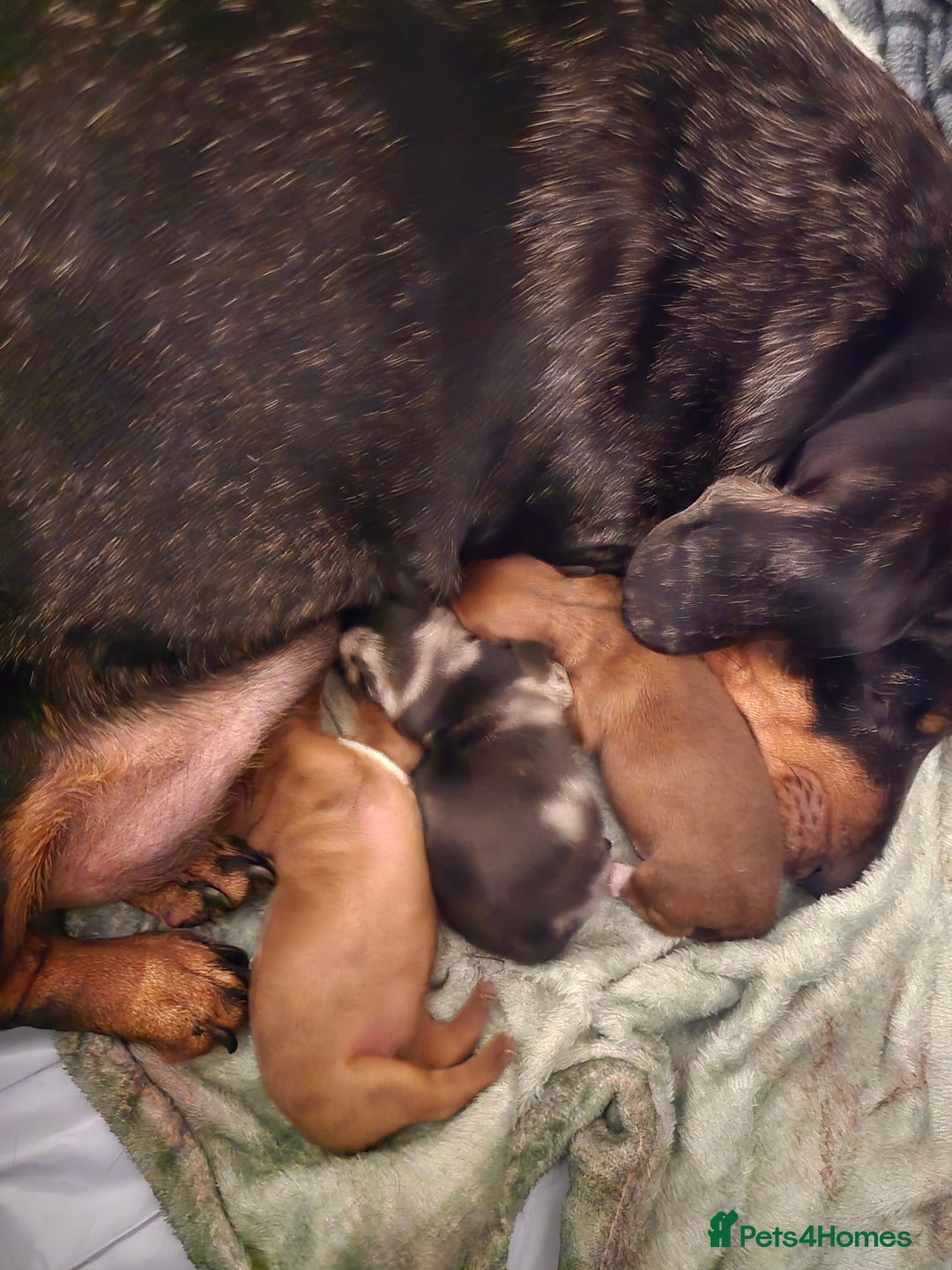 Dachshund dogs for sale: Full Minature dachsund puppies  - Advert 1