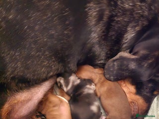 Dachshund dogs Full Minature dachsund puppies - Advert 1