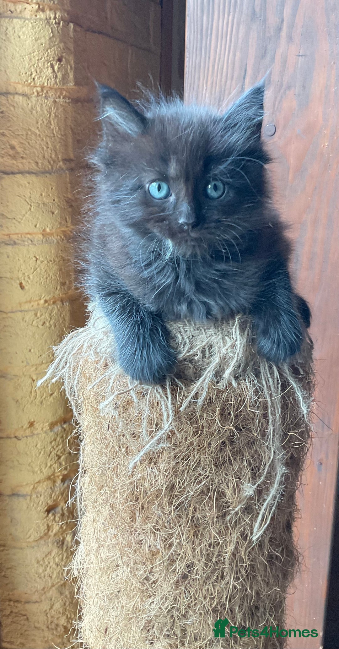 Ragdoll cats for sale: Lovely Kittens - Advert 13