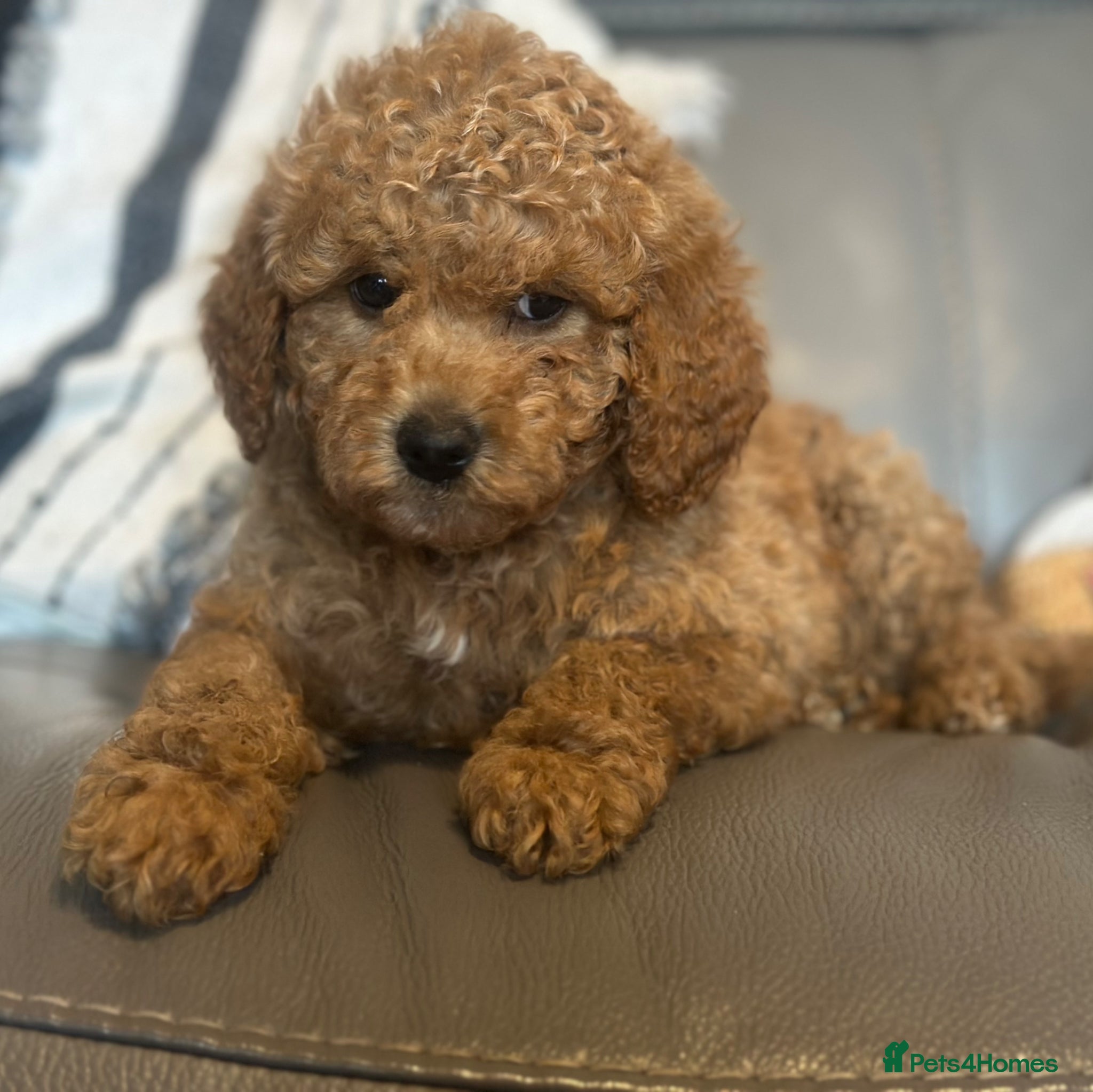 Goldendoodle dogs F1B MINI/MEDIUM GOLDENDOODLES FULL HEALTH CHECKED  - Advert 1