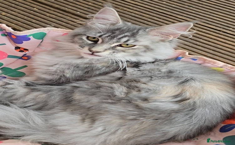 Maine Coon cats in Rotherham - Advert 11