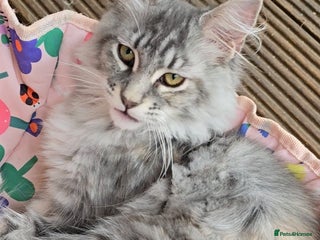 Maine Coon cats in Rotherham - Advert 8