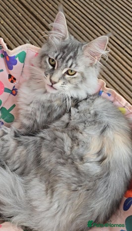 Maine Coon cats in Rotherham - Advert 5