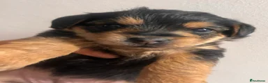 Yorkiepoo 5