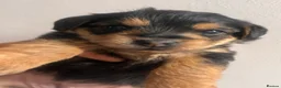Yorkiepoo dogs for sale: Outstanding Yorkipoos F1 last 3 remaining - Advert 25