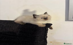 Ragdoll cats for sale: Pure Fluffy Ragdoll kittens - Image 7