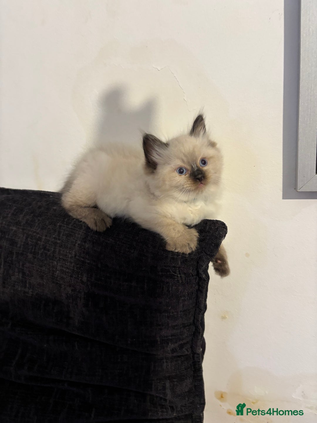 Ragdoll cats for sale: Pure Fluffy Ragdoll kittens - Image 7
