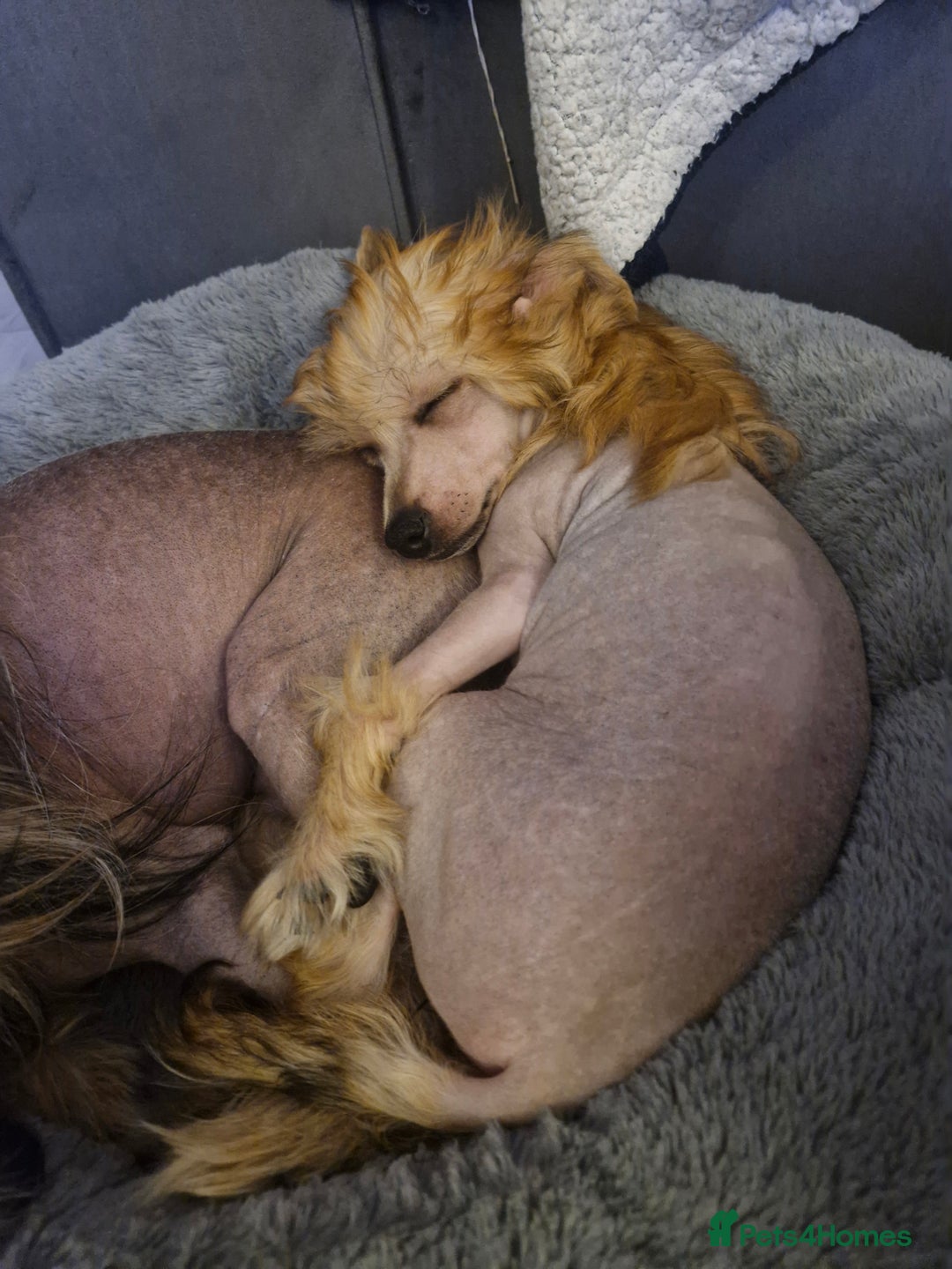 Chinese Crested dogs for sale: February litter- waiting list open  - Advert 6