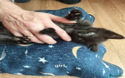 Mixed Breed cats for sale: Mixed breed kittens for sale. - Image 2
