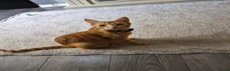 Mixed Breed cats for sale: Beatiful friendly kittens - Advert 3