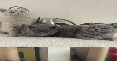 British Shorthair cats - Advert 7