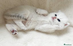 British Shorthair cats for sale: Pedigree British Shorthair kittens - Image 14