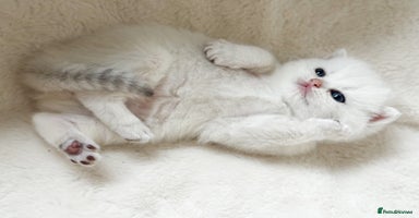 British Shorthair cats - Advert 7