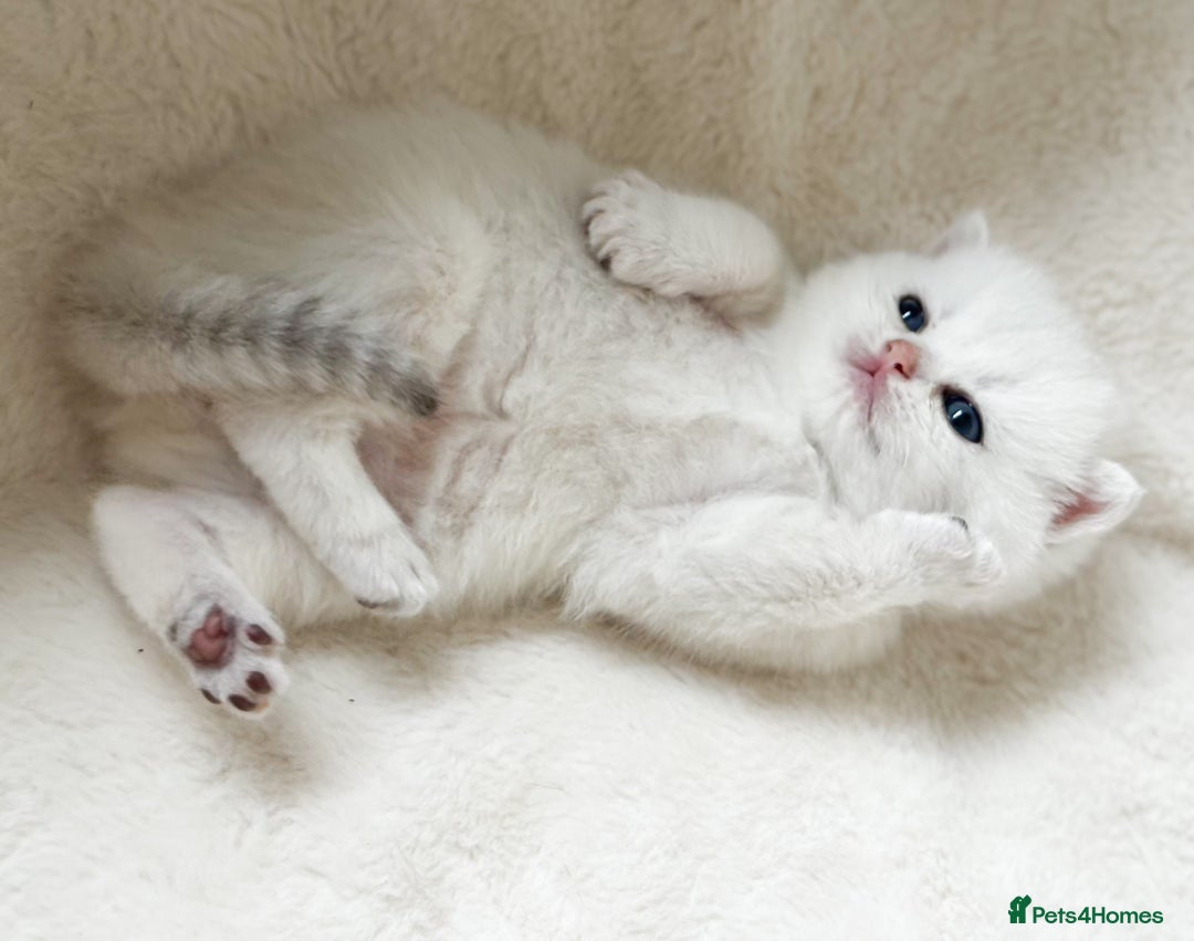 British Shorthair cats for sale: Pedigree British Shorthair kittens - Image 14