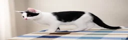 Mixed Breed cats for sale: Beautiful Home-Raised Kittens – Ready at 12 Weeks - Advert 22