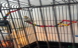 Budgerigars birds for sale: Baby budgie - Image 2