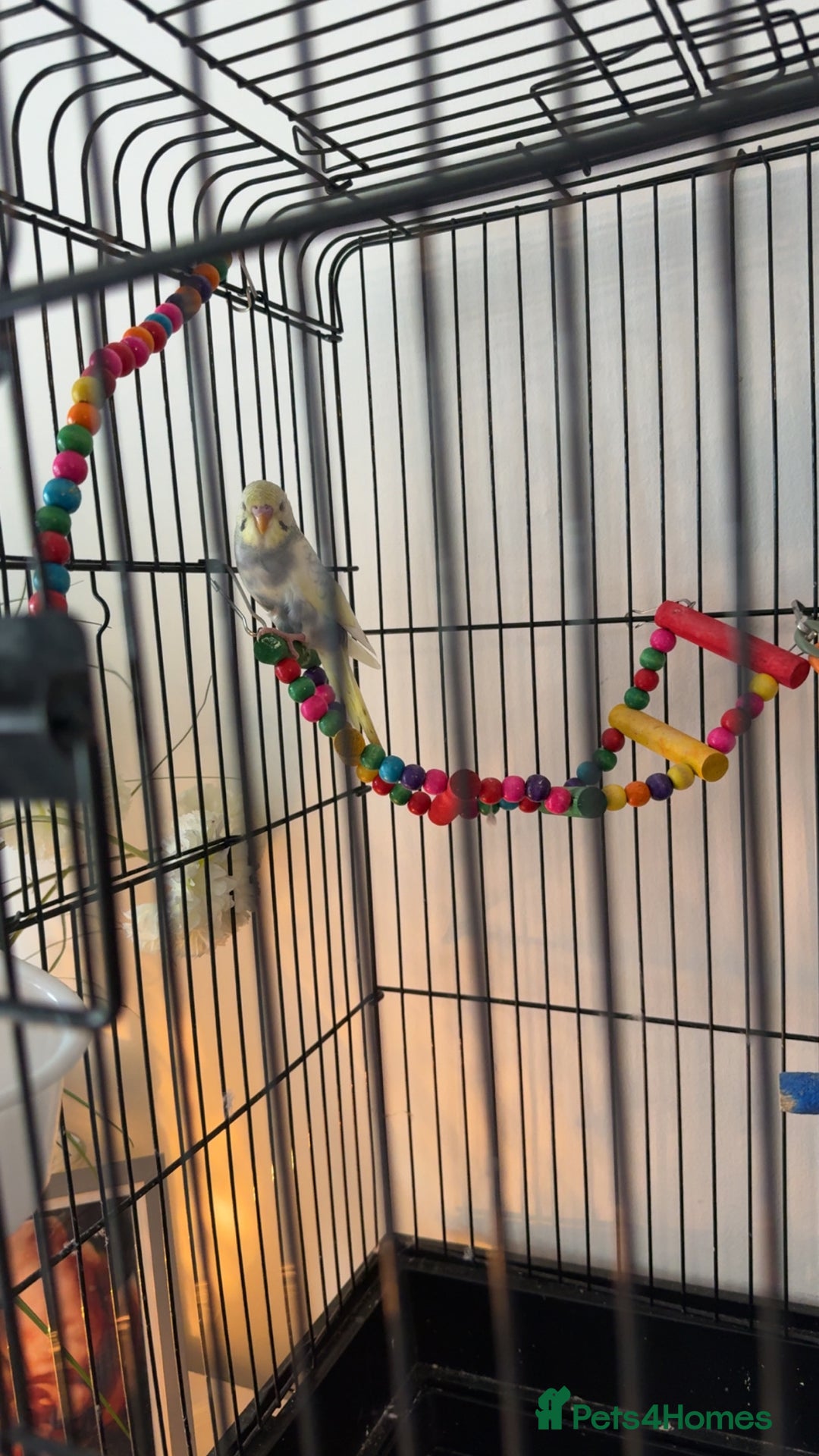 Budgerigars birds for sale: Baby budgie - Image 2
