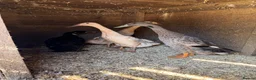Ducks poultry for sale: 3 Female, 1 Drake Indian Runner Ducks in Cheltenham - Advert 8