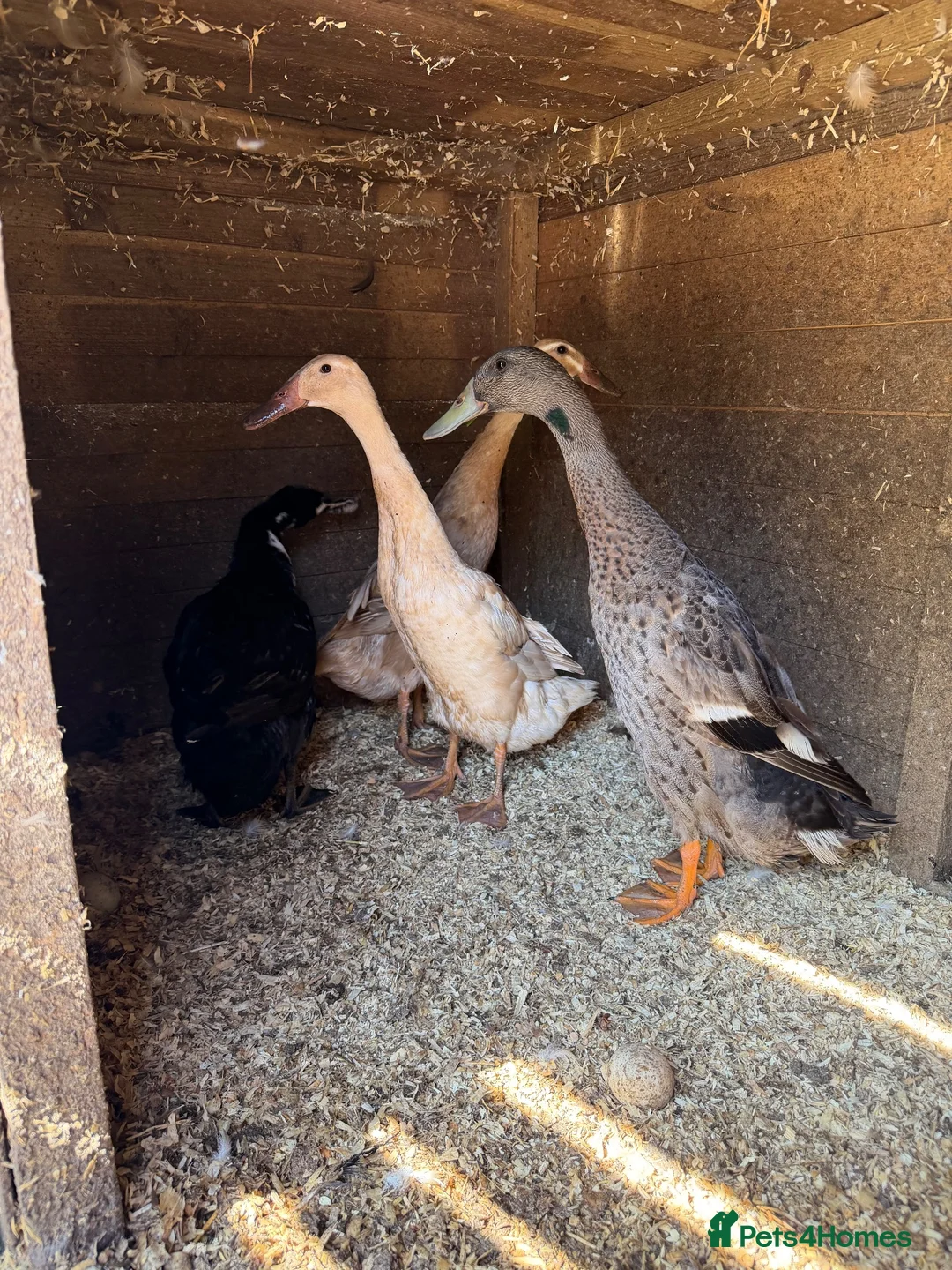 Ducks poultry for sale: 3 Female, 1 Drake Indian Runner Ducks in Cheltenham - Advert 8