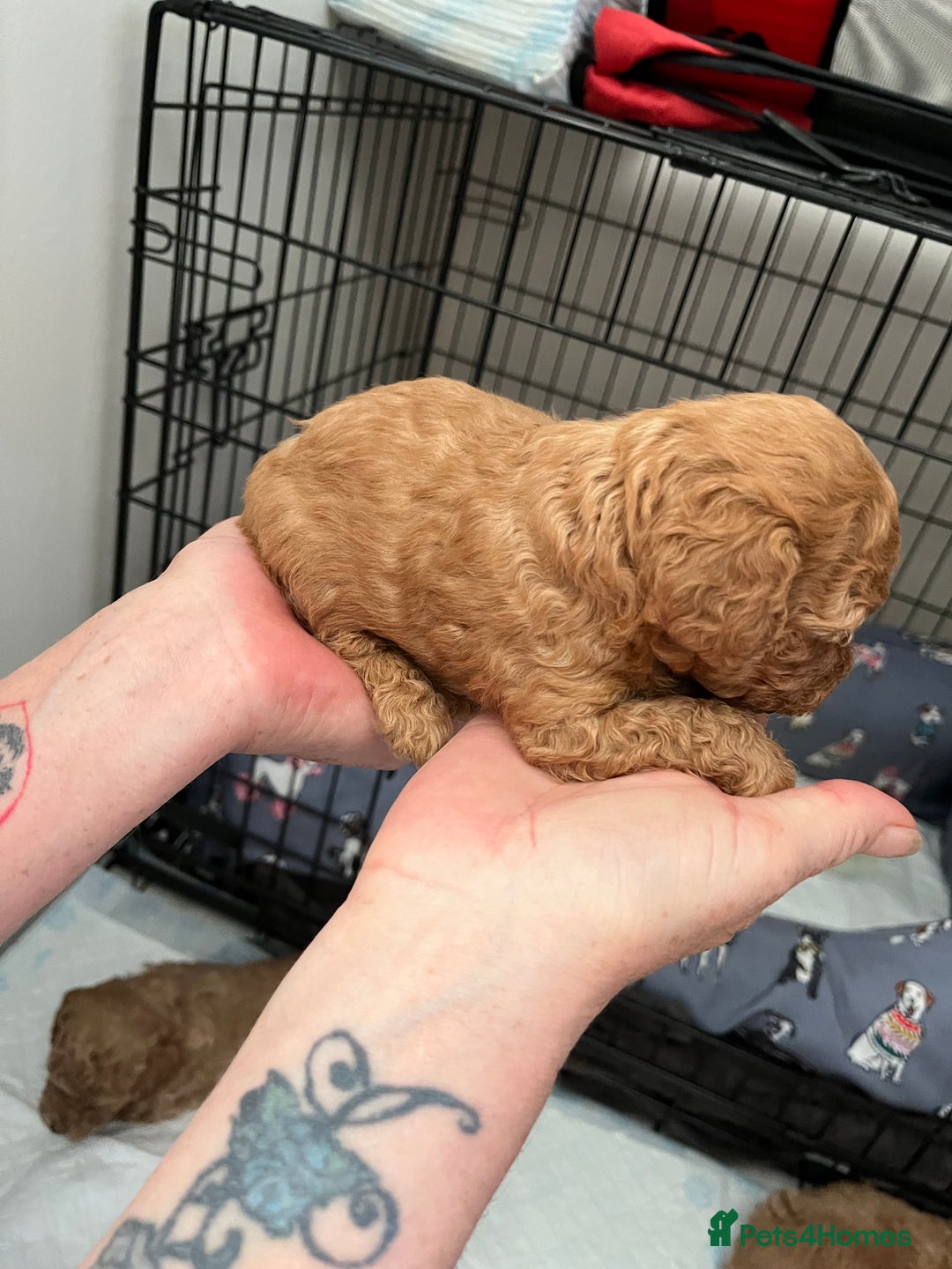 Poochon dogs for sale: 1 female 1 male Poochon puppy.  - Image 3