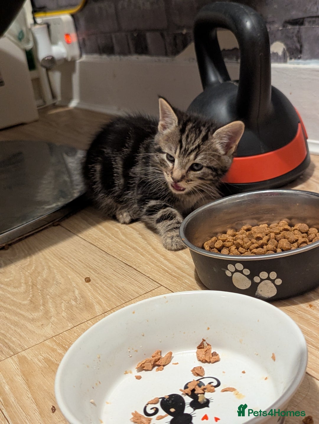 Bombay cats for sale: Beautiful kittens perfect for  **   ** s  - Advert 28