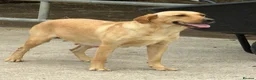 Labradoodle dogs for sale: Now Ready to reserve !  - Advert 17