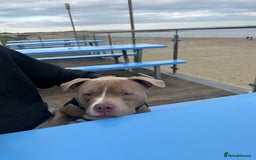 American Bully dogs for sale: Pocket bully 2 years old  - Image 7