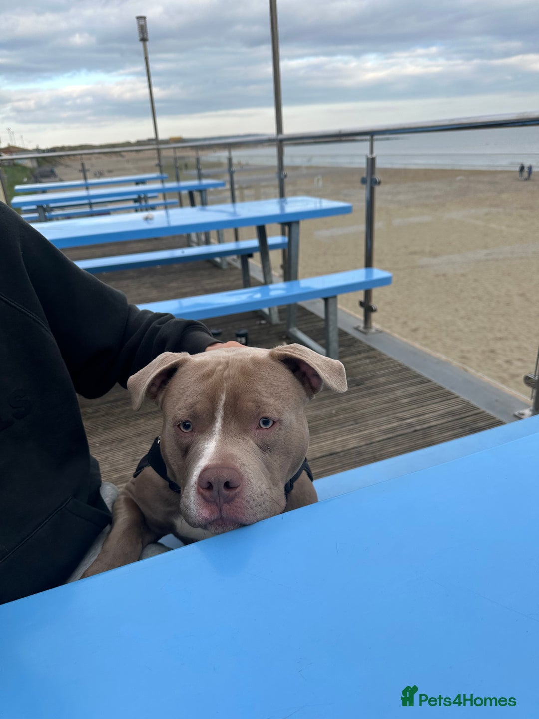American Bully dogs for sale: Pocket bully 2 years old  - Image 7