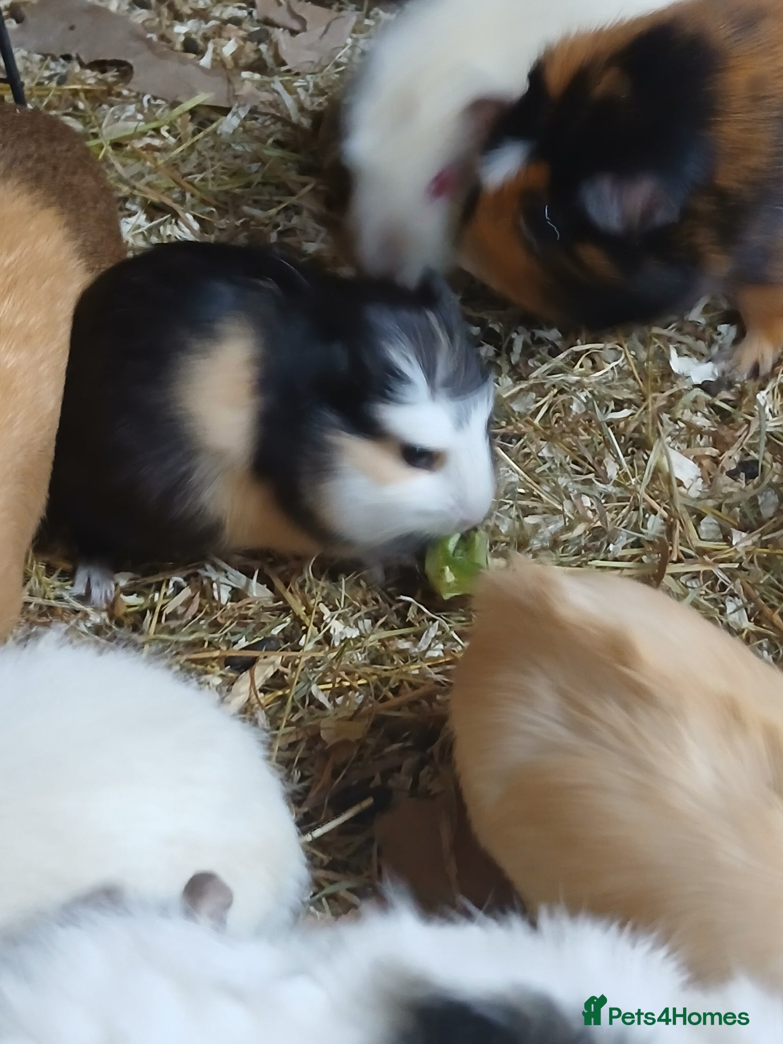 Guinea Pig rodents Bonded baby Boar Guinea Pigs for Sale - Advert 1