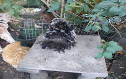Hens poultry for sale: 4 MIXED PUREBRED HENS - Image 5
