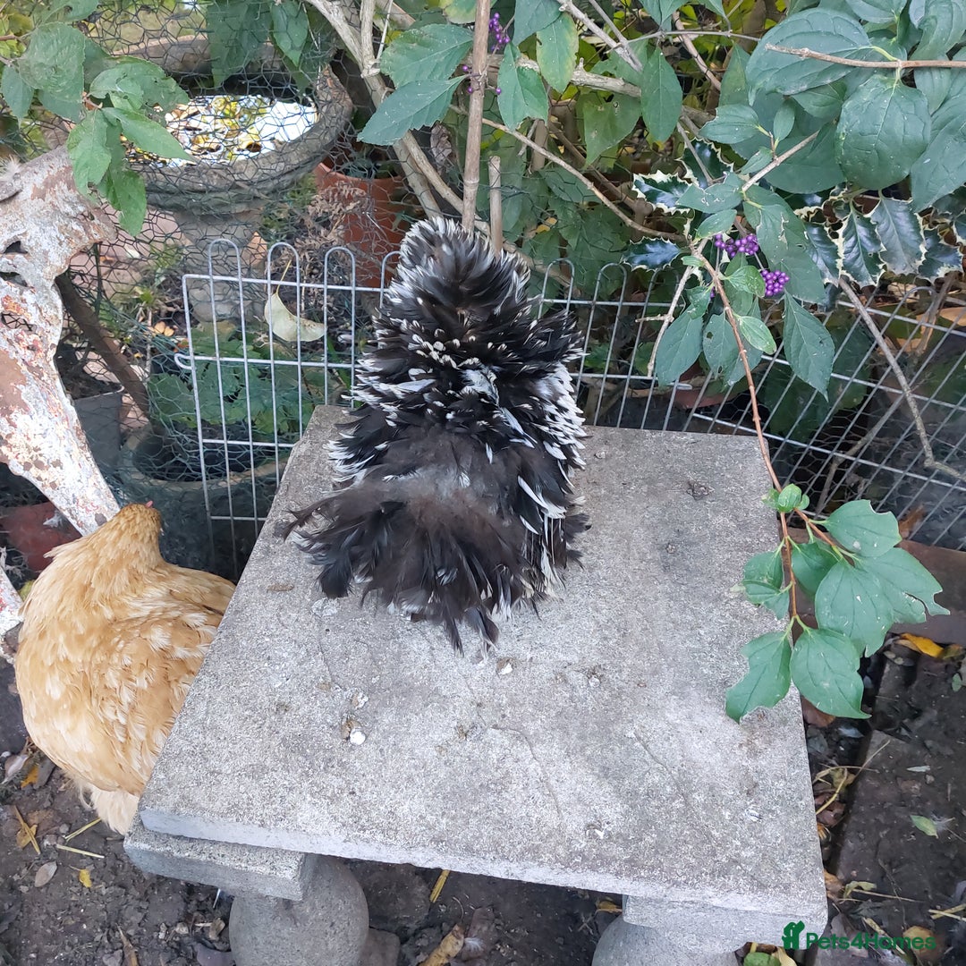 Hens poultry for sale: 4 MIXED PUREBRED HENS - Image 5