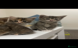 European cats for sale: 8 adorable kittens  - Image 6