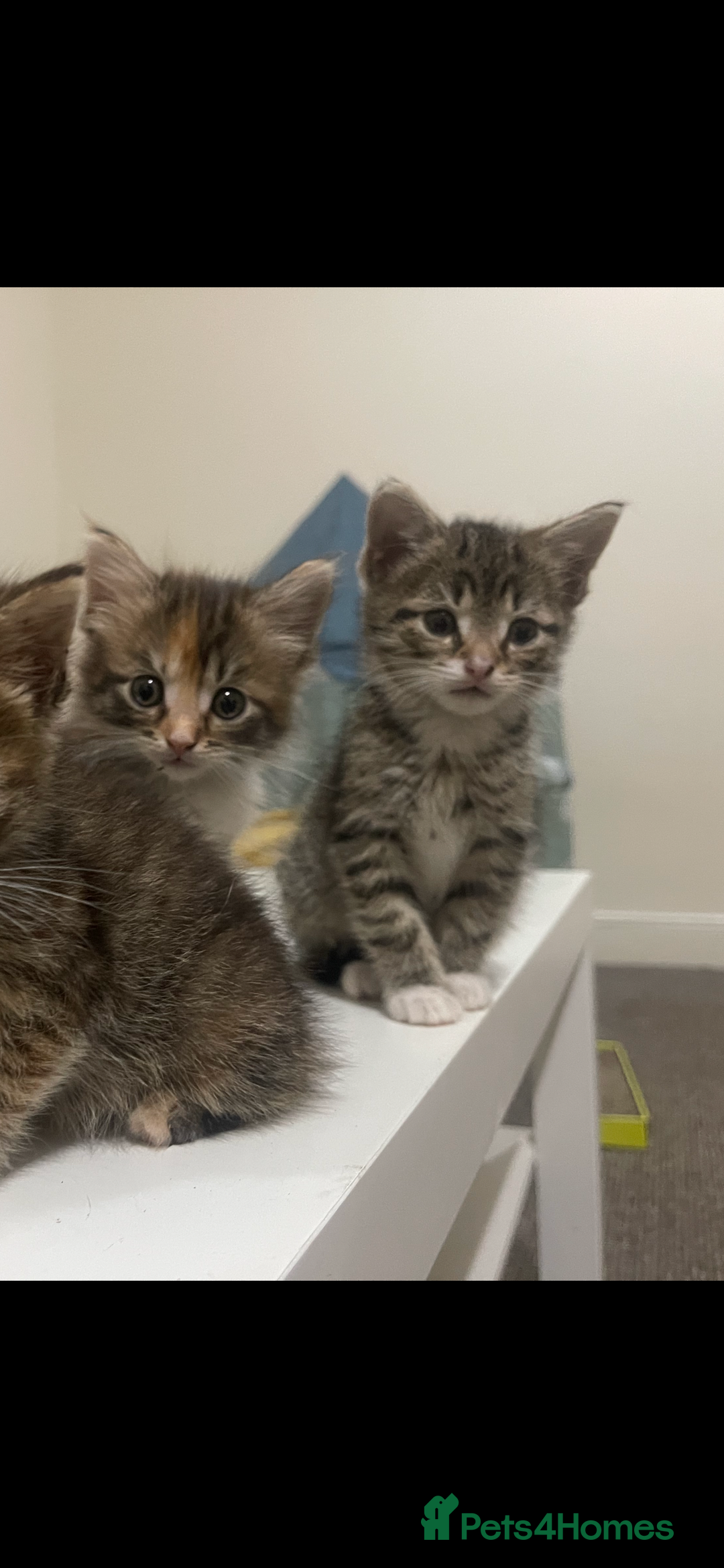 European cats for sale: 8 adorable kittens  - Image 6