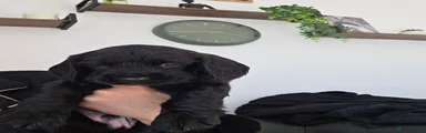 Sprocker 4