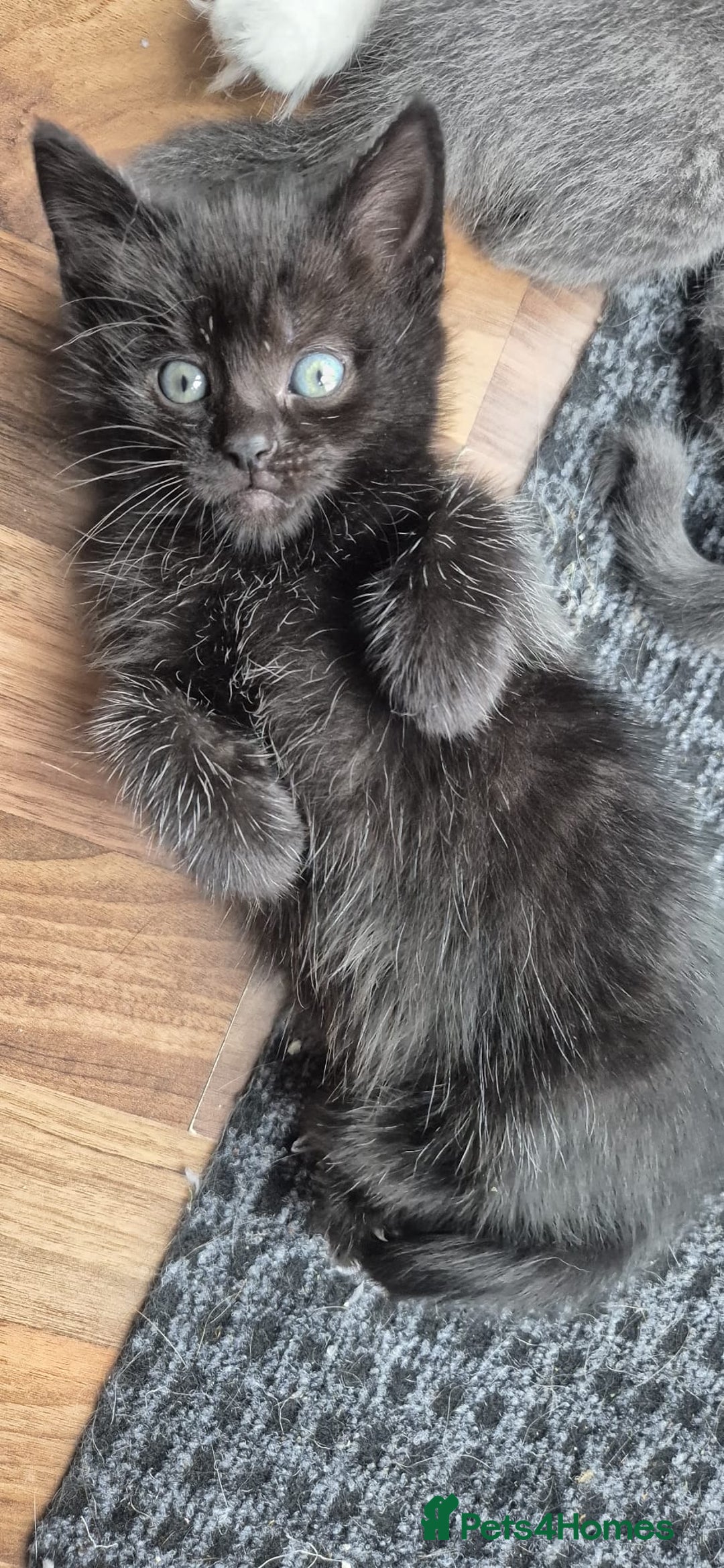 Ragdoll cats for sale: Randoll X Kittens - Image 2