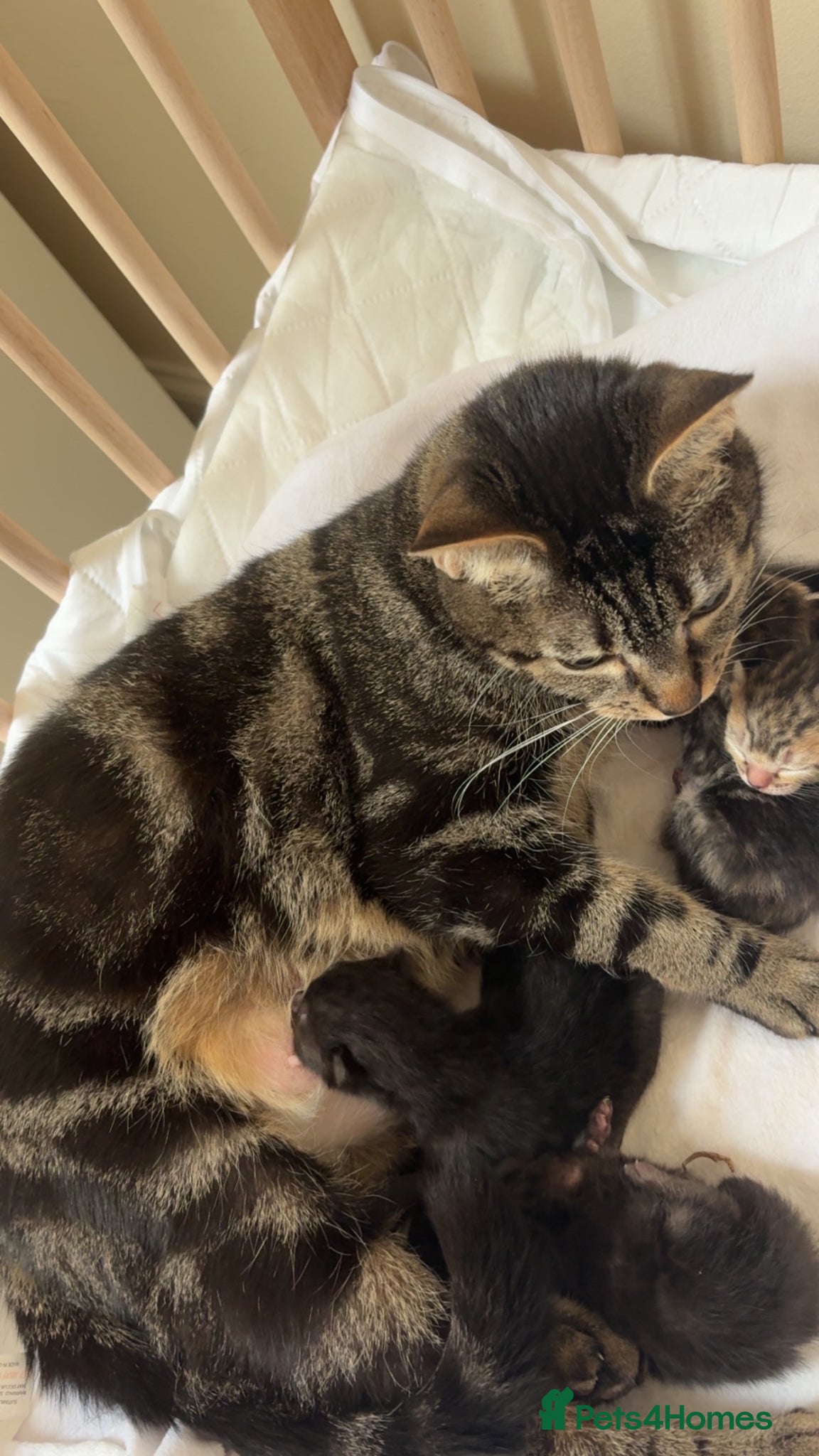 Domestic Shorthair cats Kittens  - Advert 2